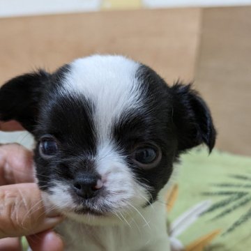 チワワ(ロング)【大分県・男の子・2024年5月31日・ブラック&ホワイト】の写真「兄妹仲良く成長中」