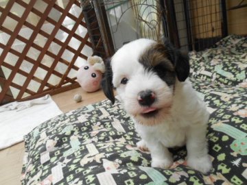 チャイニーズ・クレステッド・ドッグ【大分県・男の子・2018年4月11日・ホワイト&レッド】の写真「元気いっぱいの　可愛い坊やです」