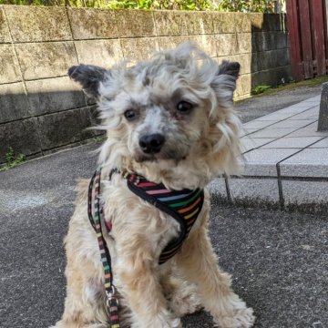 チャイニーズ・クレステッド・ドッグ【大分県・男の子・2023年7月31日・茶&白】の写真「ふわふわの　パウダーパフの男の子です。」