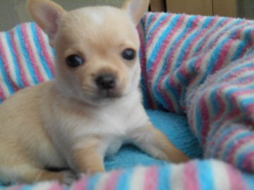 チワワ(スムース)【大分県・男の子・2016年1月30日・クリーム】の写真「ムチムチボーイです」