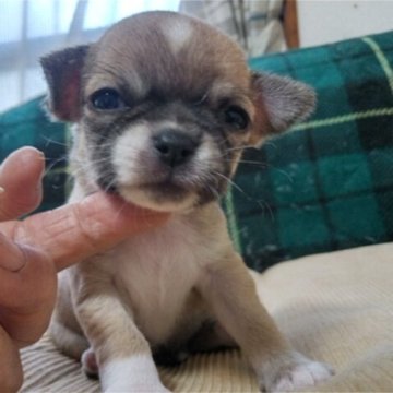 チワワ(スムース)【大分県・女の子・2023年10月25日・フォーン&ホワイト】の写真「可愛く成長中」