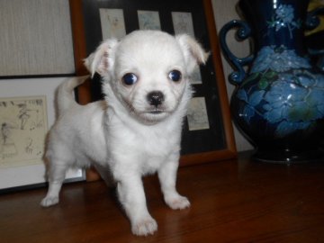チワワ(ロング)【大分県・男の子・2017年5月19日・クリーム】の写真「イケメン君候補です」