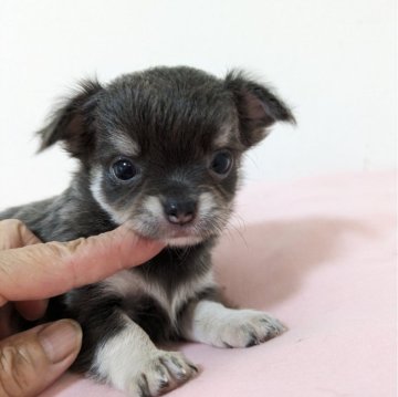 チワワ(ロング)【大分県・女の子・2024年9月6日・ブラック系】の写真「小振りに　可愛く成長中」