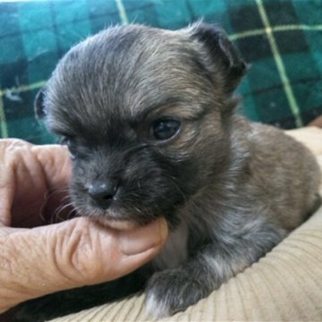 チワワ(ロング)【大分県・女の子・2023年10月25日・フォーン】の写真「可愛く成長中」