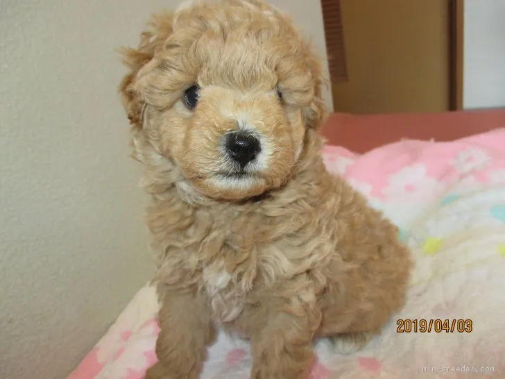 山梨のてらこ 様のお迎えした子犬