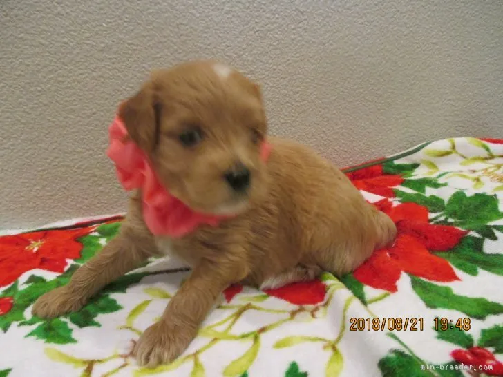 ID：1808-02050の子犬