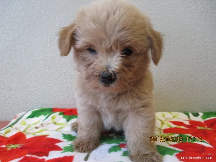 ID：1808-02045の子犬