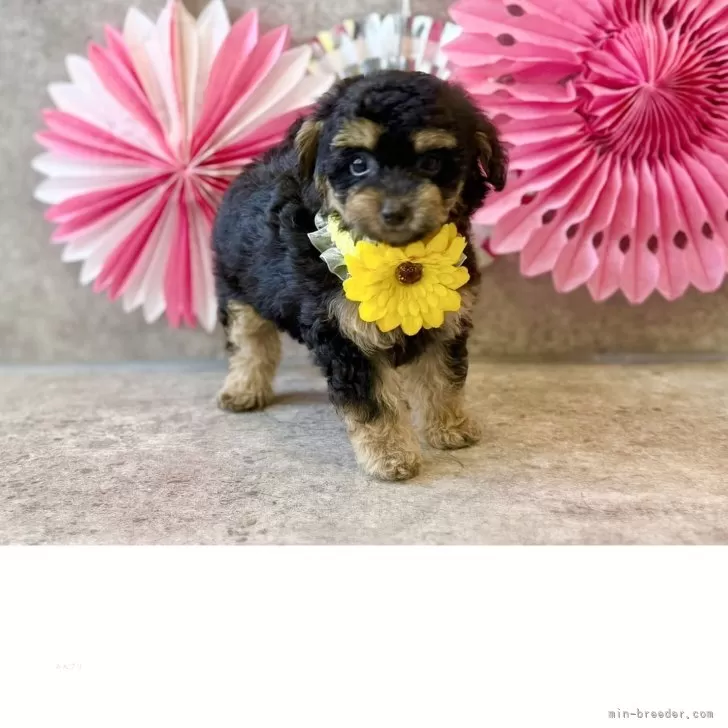 M.Ｉ 様のお迎えした子犬