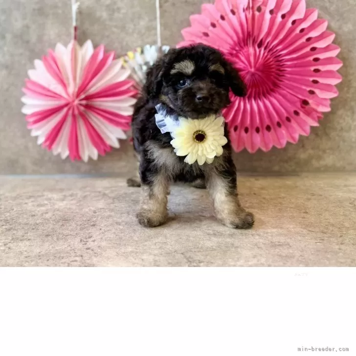 タイニープードル【大阪府・男の子・2025年9月13日・ブラックタン】の写真1