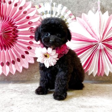 トイプードル(タイニー)【大阪府・女の子・2025年9月22日・ブラック】の写真「めちゃくちゃ可愛いお顔🩷」