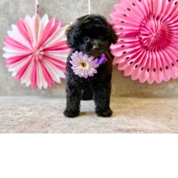 トイプードル(トイ)【大阪府・男の子・2025年9月13日・ブラック】の写真「くりくりのお目目💓」