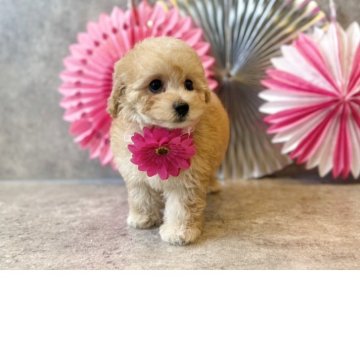 トイプードル(タイニー)【大阪府・女の子・2025年3月9日・アプリコット】の写真「クリクリのお目々💕」