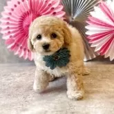 タイニープードル【大阪府・男の子・2025年3月9日・アプリコット】の写真1