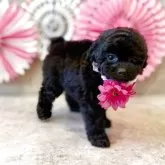 タイニープードル