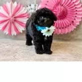 タイニープードル【大阪府・男の子・2025年9月13日・ブラック】の写真3