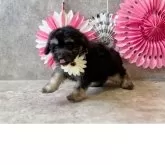 タイニープードル【大阪府・男の子・2025年9月13日・ブラックタン】の写真3