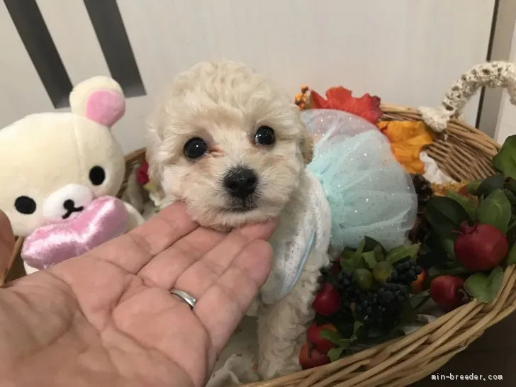 ID：1910-01285の子犬