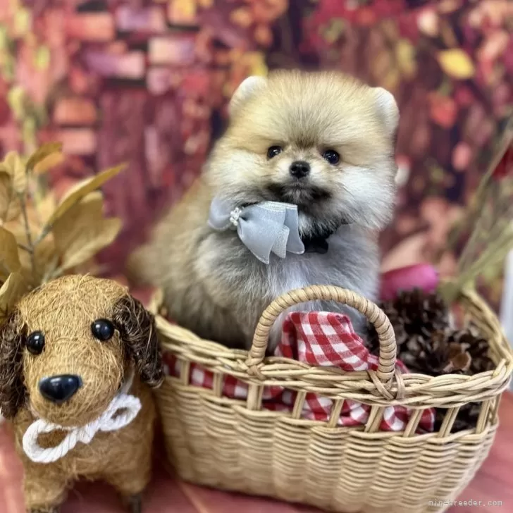 ID:2410-05135の子犬
