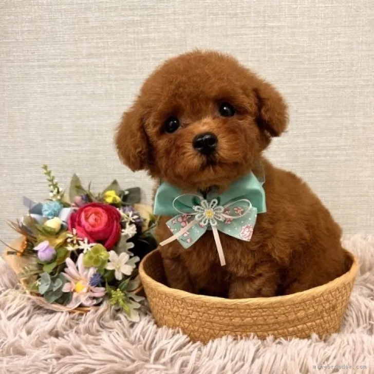 ID：2309-06650の子犬