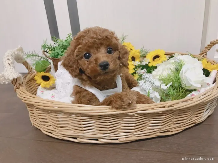ID:1807-02847の子犬