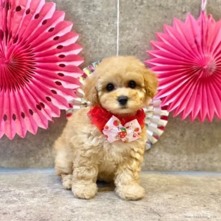 ID:2301-02833の子犬
