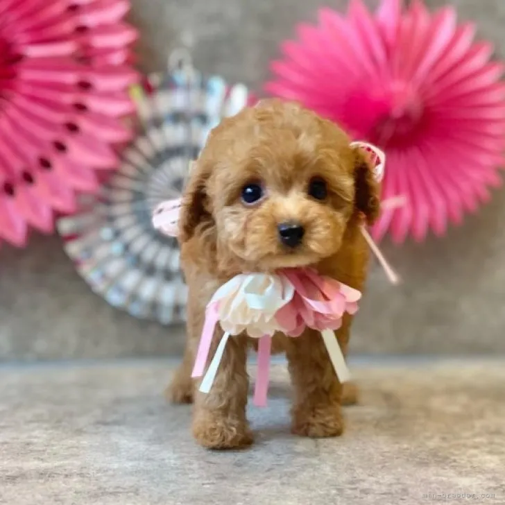 ID:2308-02878の子犬