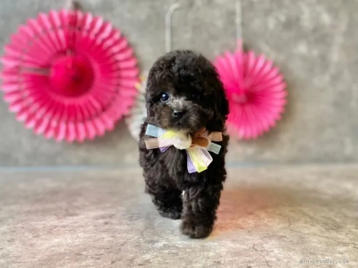 ID：2105-03168の子犬