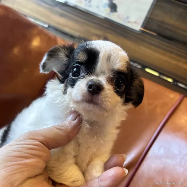 ID：2408-00180の子犬