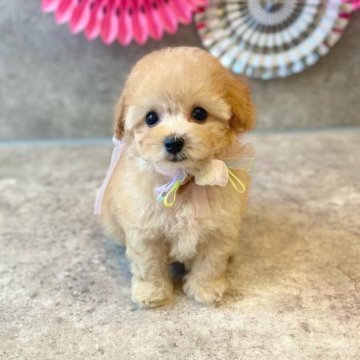 トイプードル(タイニー)【大阪府・男の子・2023年7月27日・アプリコット】の写真「超ドワーフくりくりお目々💗」