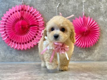 トイプードル(タイニー)【大阪府・女の子・2021年4月2日・クリーム】の写真「可愛いお顔💕PRA発症しません！」