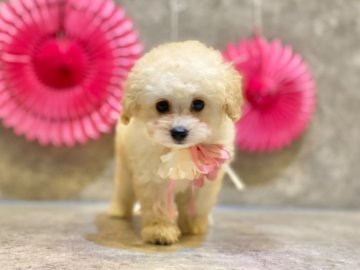トイプードル(タイニー)【大阪府・女の子・2021年9月17日・クリーム】の写真「くりくり大きなお目々💗両親　遺伝子3項目クリア」