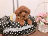 タイニープードル【大阪府・女の子・2018年6月19日・レッド】の写真2
