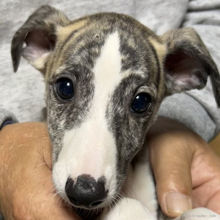 ブリーダー画像