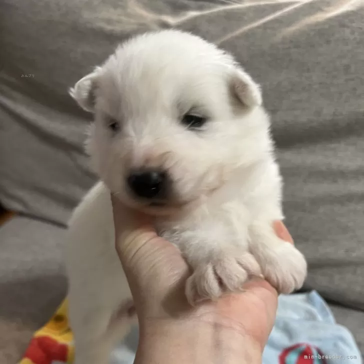 ID:2503-07298の子犬