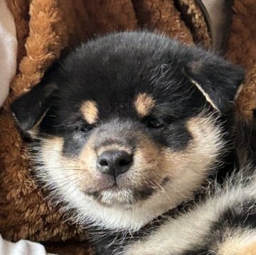 柴犬(標準サイズ)【北海道・男の子・2025年2月2日・黒】の写真「とても可愛い子」