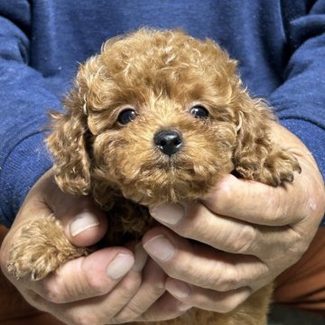 トイプードル(トイ)【北海道・男の子・2025年9月11日・レッドフォーン】の写真「とても元気な男の子」