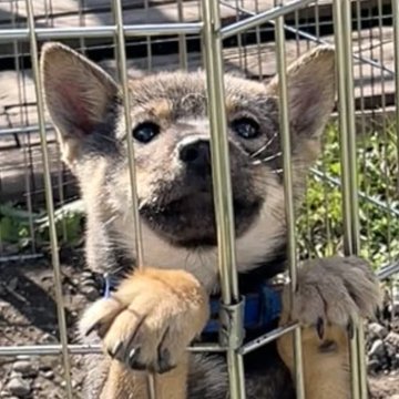 北海道犬【北海道・女の子・2025年7月24日・胡麻】の写真「とても可愛い胡麻毛の女の子」