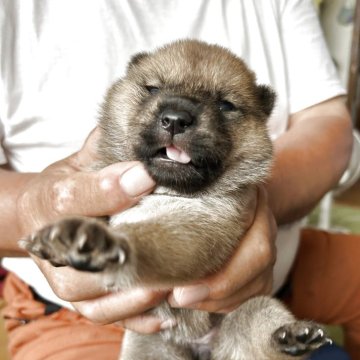 北海道犬【北海道・女の子・2025年7月24日・赤毛】の写真「久しぶりの赤毛の女の子」