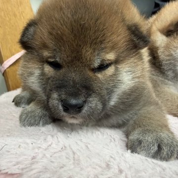 柴犬(標準サイズ)【北海道・男の子・2025年11月13日・赤】の写真「父親jkcチャンピオン
イケメンです。」