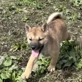 北海道犬