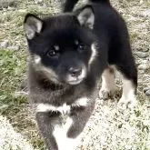 北海道犬