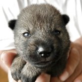 北海道犬