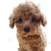 トイプードル(トイ)