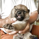 北海道犬