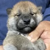 柴犬(標準サイズ)