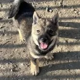 北海道犬