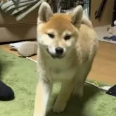 柴犬(標準サイズ)【北海道・女の子・2025年9月18日・赤】の写真2