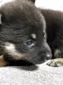 北海道犬【北海道・女の子・2025年5月29日・黒褐色】の写真3