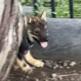 北海道犬【北海道・女の子・2025年5月29日・胡麻】の写真3