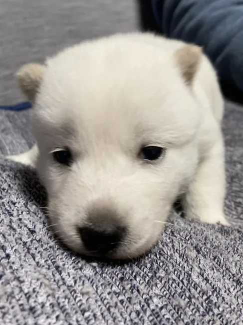 ID：2203-02310の子犬